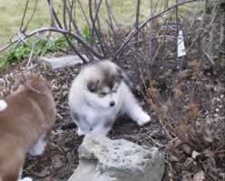 alaskan malamute puppy