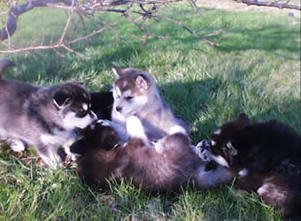 ALASKAN MALAMUTE PUPPIES FOR SALE