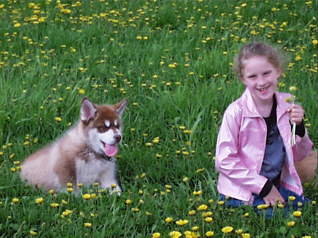 willow and alaskan malamute puppy