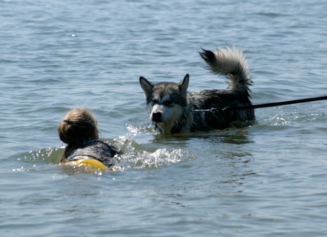 does the alaskan malamute like to swim